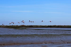 Tagus Estuary Nature Reserve Birdwatching Boat Tour