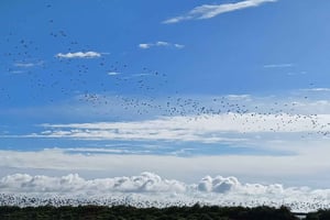 Tagus Estuary Nature Reserve Birdwatching Boat Tour