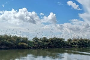 Tagus Estuary Nature Reserve Birdwatching Boat Tour