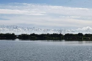 Tagus Estuary Nature Reserve Birdwatching Boat Tour