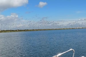Tagus Estuary Nature Reserve Birdwatching Boat Tour