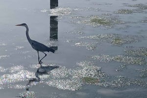 Tagus Estuary Nature Reserve Birdwatching Boat Tour