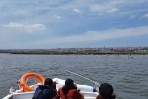 Tagus Estuary Nature Reserve Birdwatching Boat Tour