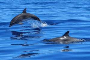 Tagus River Cruise to the Ocean & Dolphin Watching