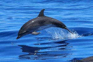 Tagus River Cruise to the Ocean & Dolphin Watching