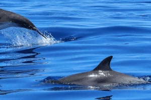 Tagus River Cruise to the Ocean & Dolphin Watching