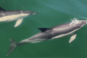 Tagus River Cruise to the Ocean & Dolphin Watching