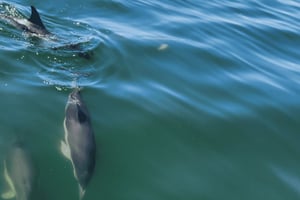 Tagus River Cruise to the Ocean & Dolphin Watching