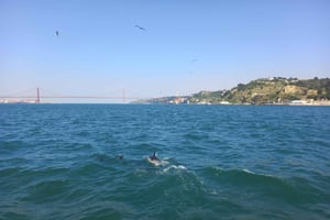 Tagus River Cruise to the Ocean & Dolphin Watching