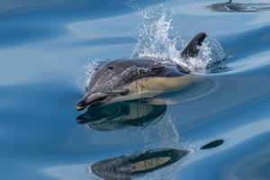 Lisbon: Tagus River Marine Wildlife Speedboating Adventure