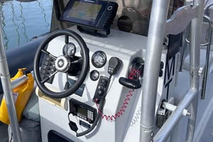 Lisbon: Tagus River Marine Wildlife Speedboating Adventure