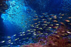 Try Dive in Arrábida Marine Reserve Setubal Sesimbra