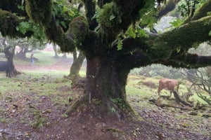 Madeira West Island Full-Day Tour with Fanal Forest