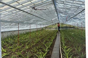 Ponta Delgada: Private City Tour by Electric Tuk Tuk