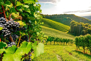 Private Lisbon Arrábida Wine Tour: Culture, Scenery & Wines