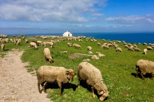 Private Lisbon Arrábida Wine Tour: Culture, Scenery & Wines