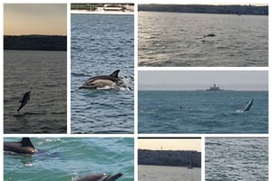 Private Lisbon Sightseeing Sailing Boat Tour with Locals