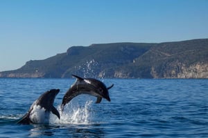 Sesimbra: Arrábida Dolphin and Whale Watching with Biologist