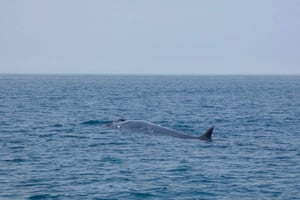 Sesimbra: Arrábida Dolphin and Whale Watching with Biologist