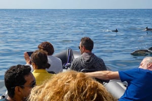 Sesimbra: Arrábida Dolphin and Whale Watching with Biologist