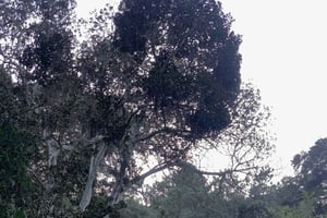 Sintra Highlights: Private Local Tour - Palaces & Views