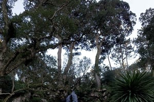 Sintra Highlights: Private Local Tour - Palaces & Views