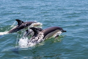 Lisboa: tour en barco para avistar delfines con café de bienvenida