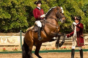 Lisbon: Morning of Equestrian Art with Lusitano Horses