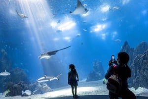 Lisbon: Oceanarium + Cable Car Ticket