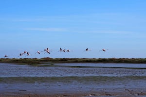 リスボン：テージョ川河口自然保護区バードウォッチングボートツアー