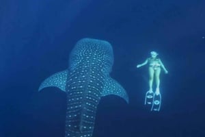 2-Tage-Abenteuer mit Walhaien & Kenawa-Insel ab Lombok