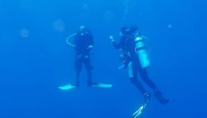 Dolphin Dive School