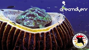 Dream Divers - Gili Trawangan