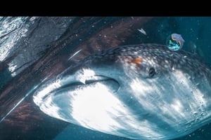 Da Lombok, tour degli squali balena di Sumbawa 2D1N