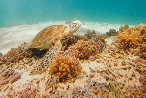 Från Nusa Penida: 2D1N Gili Islands Privat snorklingstur