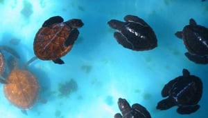 Заповедник морских черепах Gili Meno