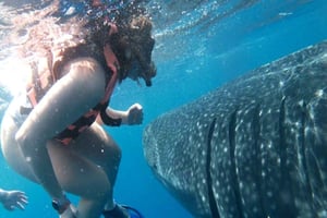 Lombok: 2-daagse snorkeltour met walvishaaien en hotel