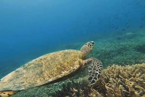 Lombok: øyhopping i Gili Gede, Rengit og Layar