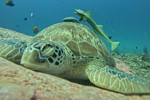 Lombok : Gili Snorkeling Trip and Horse Ride