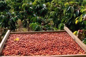 Lombok: Naucz się robić kawę Lombok w wiosce Sembalun