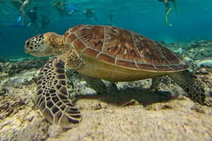 Lombok: snorkeltrip naar de beste twee Gili's vanuit Lombok