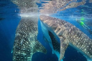 Ломбок и Сумбава: приключение с китовыми акулами (2 дня/1 ночь)