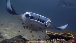 Manta Dive