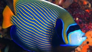 Vila Ombak Diving Academy