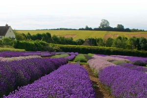 Au départ de Londres : Cotswolds, déjeuner dans un pub de campagne et champs de lavande