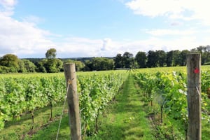 ロンドンランチ付き英国ワイン1日ツアー