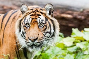 Dierentuin Londen: Toegangsbewijs