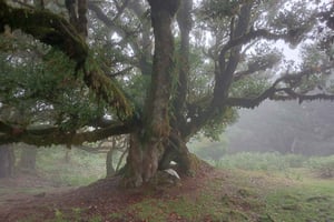 Madeira: Fanal Forest guidad vandring