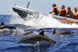 Vanuit Funchal: Walvissen en dolfijnen kijken