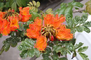 Funchal: Promenera i en hemlig tropisk trädgård